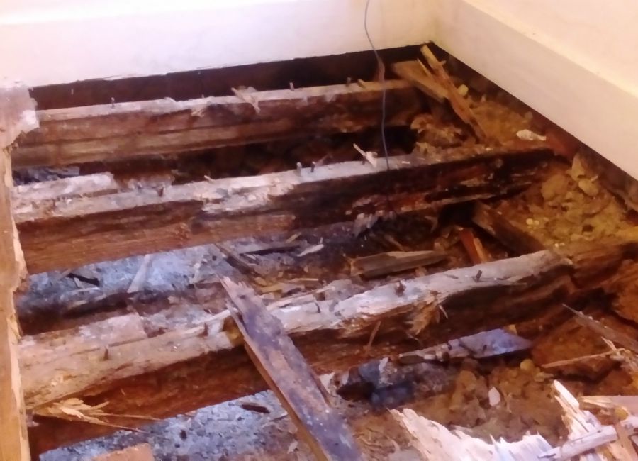 toting-dryrot-treatment