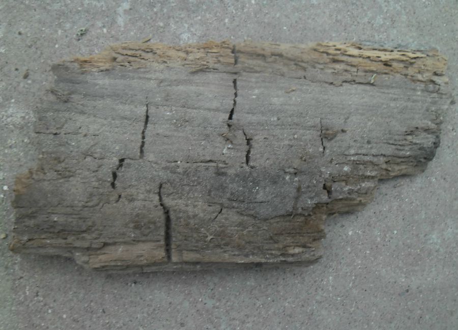 london-woodworm