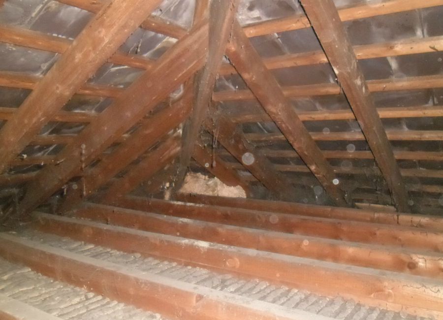tooting-woodworm